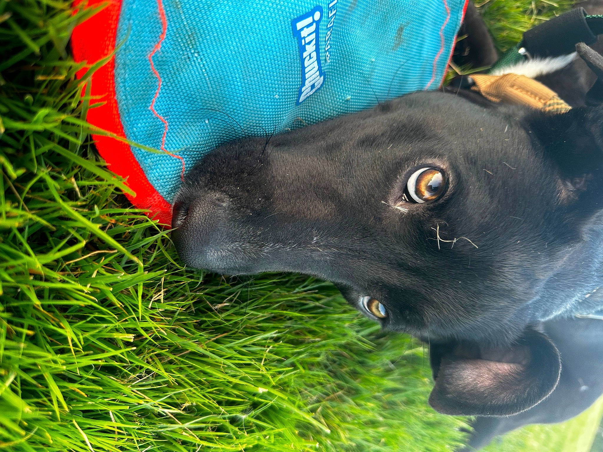 Poncho joined the competition — help win amazing prizes! canidae, carnivore, dog, dog_breed, electric_blue, fashion_accessory, grass, guard_dog, personal_protective_equipment, plant, snout, sporting_group, terrestrial_animal, whiskers, working_animal
