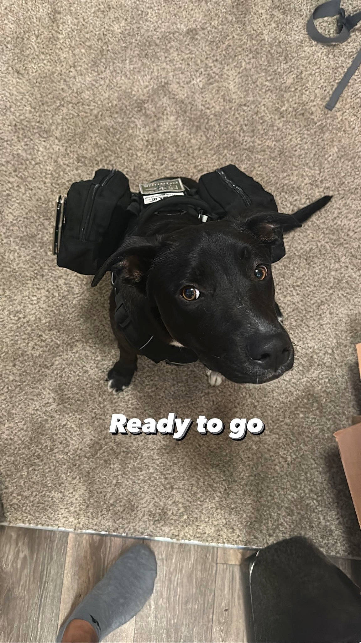 Poncho is registered to the contest to win money with this photo: bag, borador, canidae, carnivore, collar, companion_dog, dog, dog_breed, dog_collar, dog_supply, fashion_accessory, font, fur, personal_protective_equipment, pet_supply, shadow, sitting, snout, sporting_group, working_animal