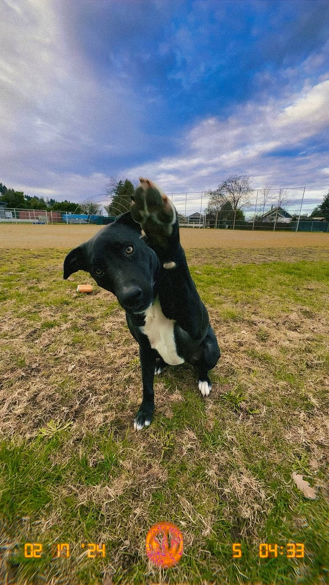 Poncho is registered to the contest to win money with this photo: cloud, dairy_cow, dog_breed, fawn, grass, grass_family, grassland, grazing, human_leg, landscape, lawn, livestock, meadow, pasture, plant, sky, sporting_group, terrestrial_animal, tree, working_animal