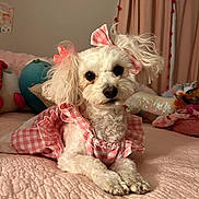 Polly joined the competition — help win amazing prizes! dog, white_dog, small_dog, pet, pink_dress, bow, bed, bedspread, plush_toys, indoor, cute, fluffy, animal, portrait, pink_decor, relaxed, looking_at_camera, cozy, soft_lighting, groomed