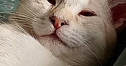 Flocon a rejoint le concours — aidez-le/la à gagner de superbes lots ! cat, white_cat, close_up, pet, animal, feline, sleepy, relaxed, fur, whiskers, pink_nose, ear, face, indoor, resting, cozy, soft_light, patterned_fabric, green_background, cute