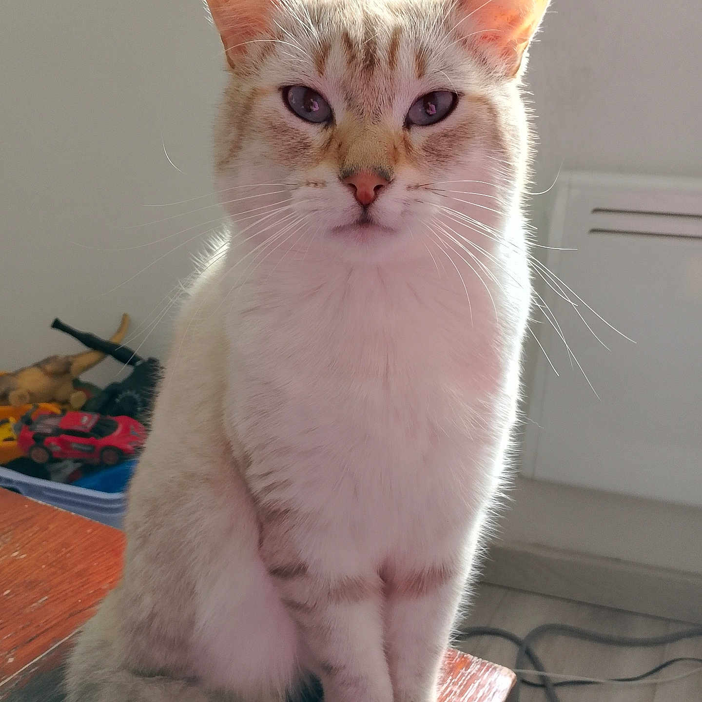 Flocon participe au concours pour gagner de l'argent avec cette photo : cat, cream_colored, blue_eyes, sitting, wooden_surface, indoor, pet, feline, whiskers, tail, fur, closeup, portrait, calm, home, toys, background, natural_light, animal, cute