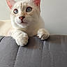 Flocon participe au concours pour gagner de l'argent avec cette photo : cat, blue_eyes, cream_color, fluffy, pet, feline, indoor, couch, gray_couch, paws, relaxed, cute, whiskers, ears, animal, domestic_animal, fur, looking_away, resting, close_up