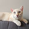 Flocon participe au concours pour gagner de l'argent avec cette photo : cat, blue_eyes, cream_colored, lounging, indoor, quilted_surface, pet, feline, ears, whiskers, paw, relaxed, animal, closeup, looking, domestic_cat, cute, soft_fur, face, portrait