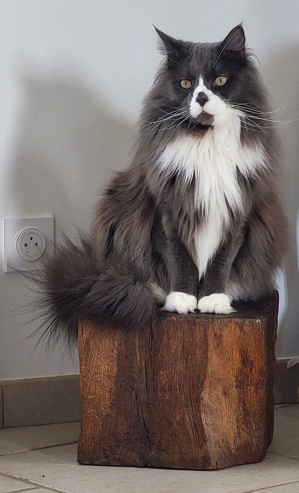 Silver a rejoint le concours — aidez-le/la à gagner de superbes lots ! british_longhair, carnivore, cat, claw, domestic_short_haired_cat, felidae, flooring, formal_wear, fur, grey, monochrome, monochrome_photography, paw, sitting, small_to_medium_sized_cats, snout, tail, wall_plate, whiskers, wood