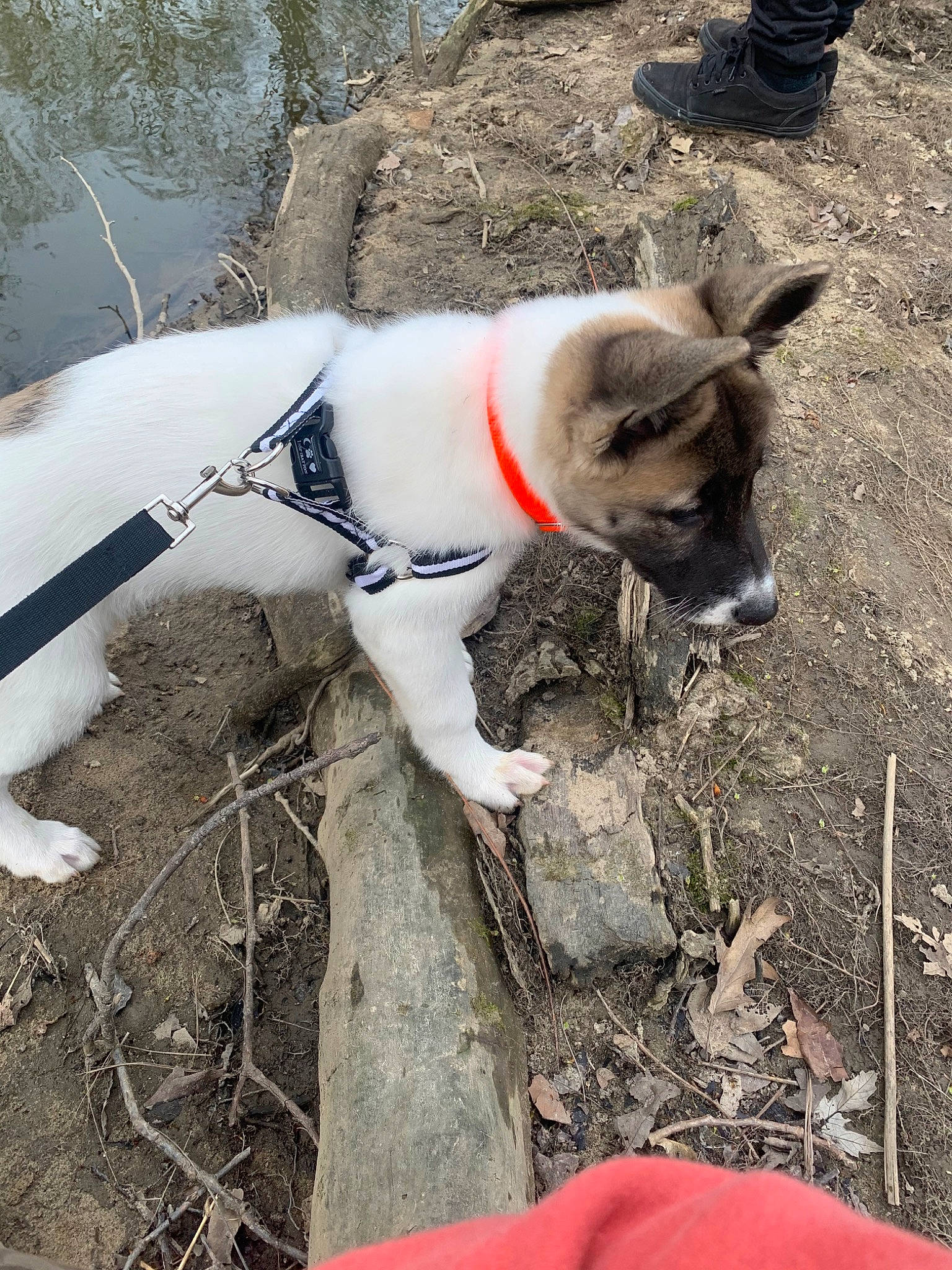 Hera is registered to the contest to win money with this photo: adventure, canidae, carnivore, dog, dog_breed, feist, snout, sporting_group