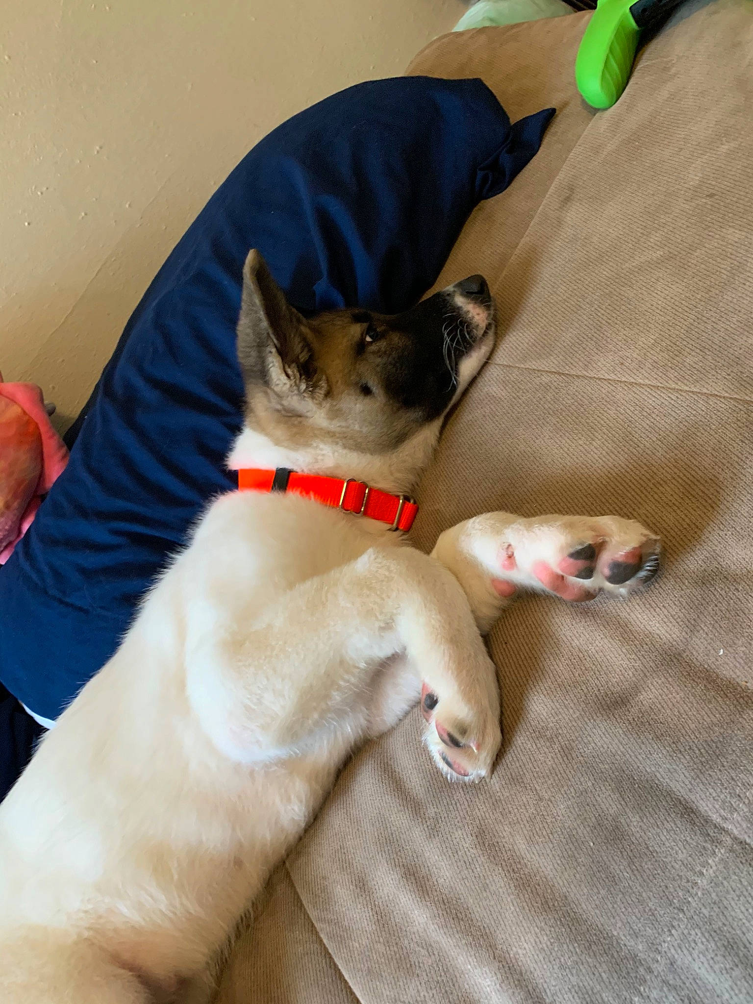 Hera is registered to the contest to win money with this photo: canidae, carnivore, cat, dog, dog_breed, fawn, felidae, mammal, non_sporting_group, paw, puppy