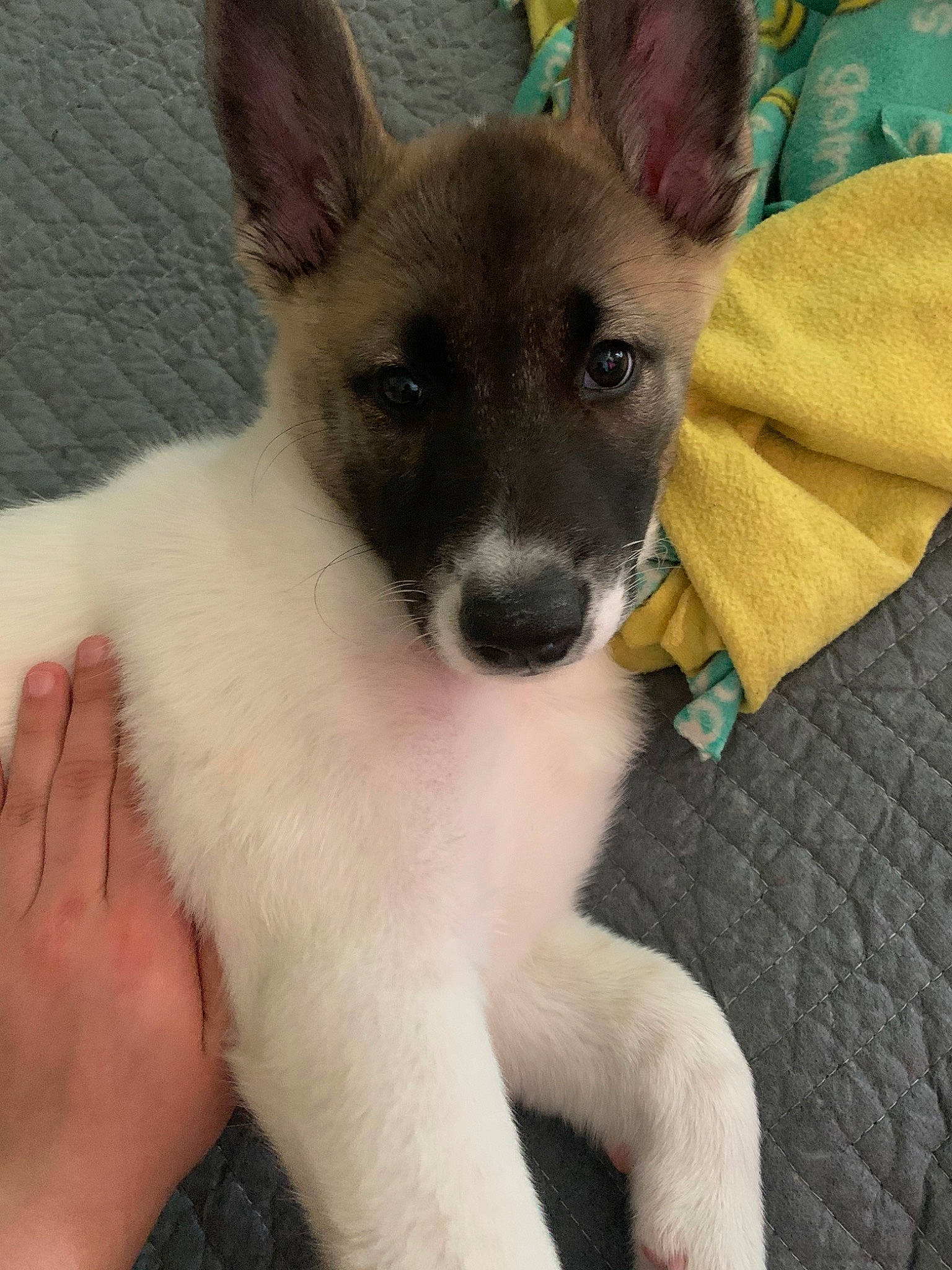 Hera joined the competition — help win amazing prizes! canidae, carnivore, companion_dog, dog, dog_breed, fawn, feist, fox_terrier, mammal, miniature_fox_terrier, puppy, rare_breed_dog, snout, teddy_roosevelt_terrier, tenterfield_terrier, toy_fox_terrier, vertebrate