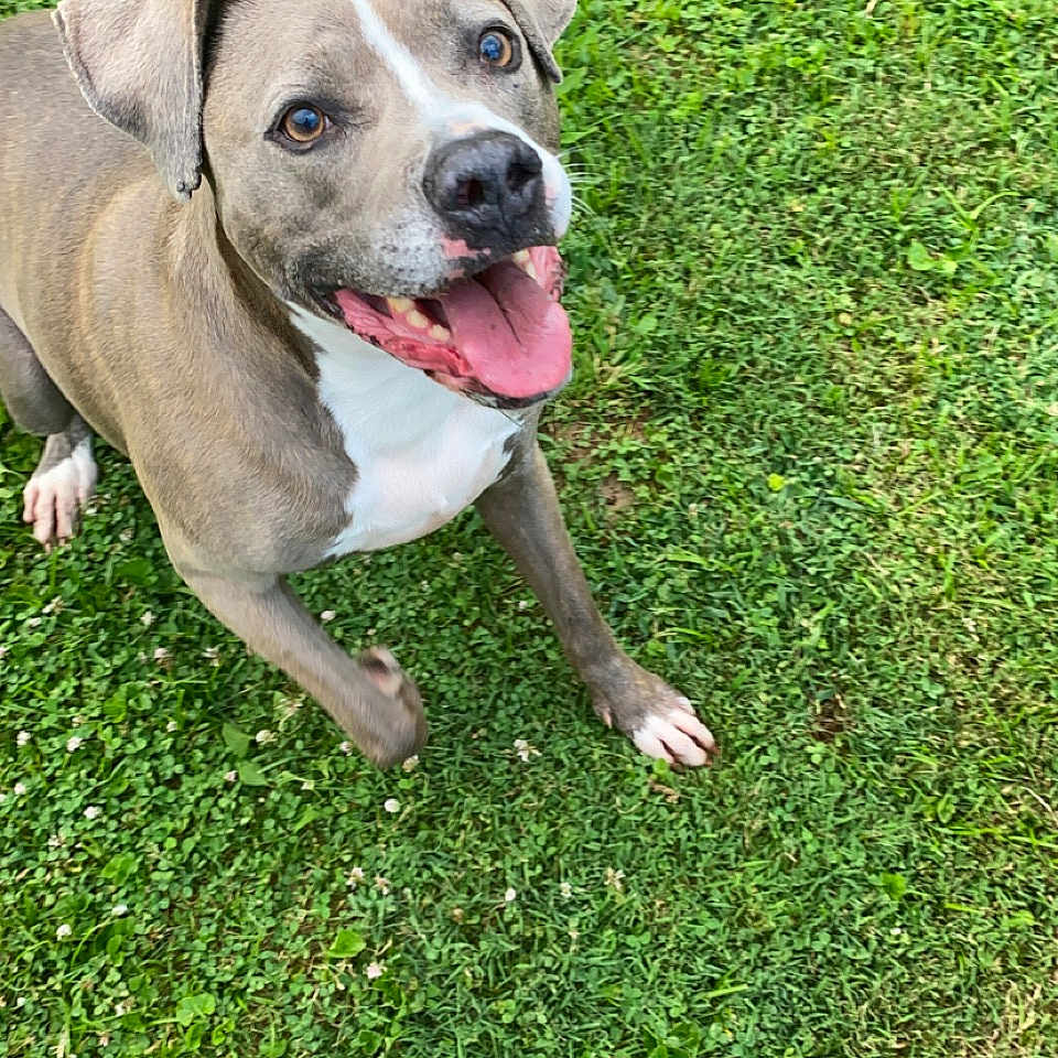 Blu