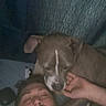 dog, man, beard, sleeping, lying_down, bed, bedroom, pillow, blanket, cuddling, pet, companion, brown_dog, white_markings, indoor, dim_lighting, portrait, close_up, relaxed, selfie