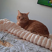 Happy joined the competition — help win amazing prizes! cat, orange_tabby, bed, blanket, quilt, clock, wall, television, sports, indoor, feline, pet, resting, cozy, home, furniture, comfort, animal, relaxing, curious