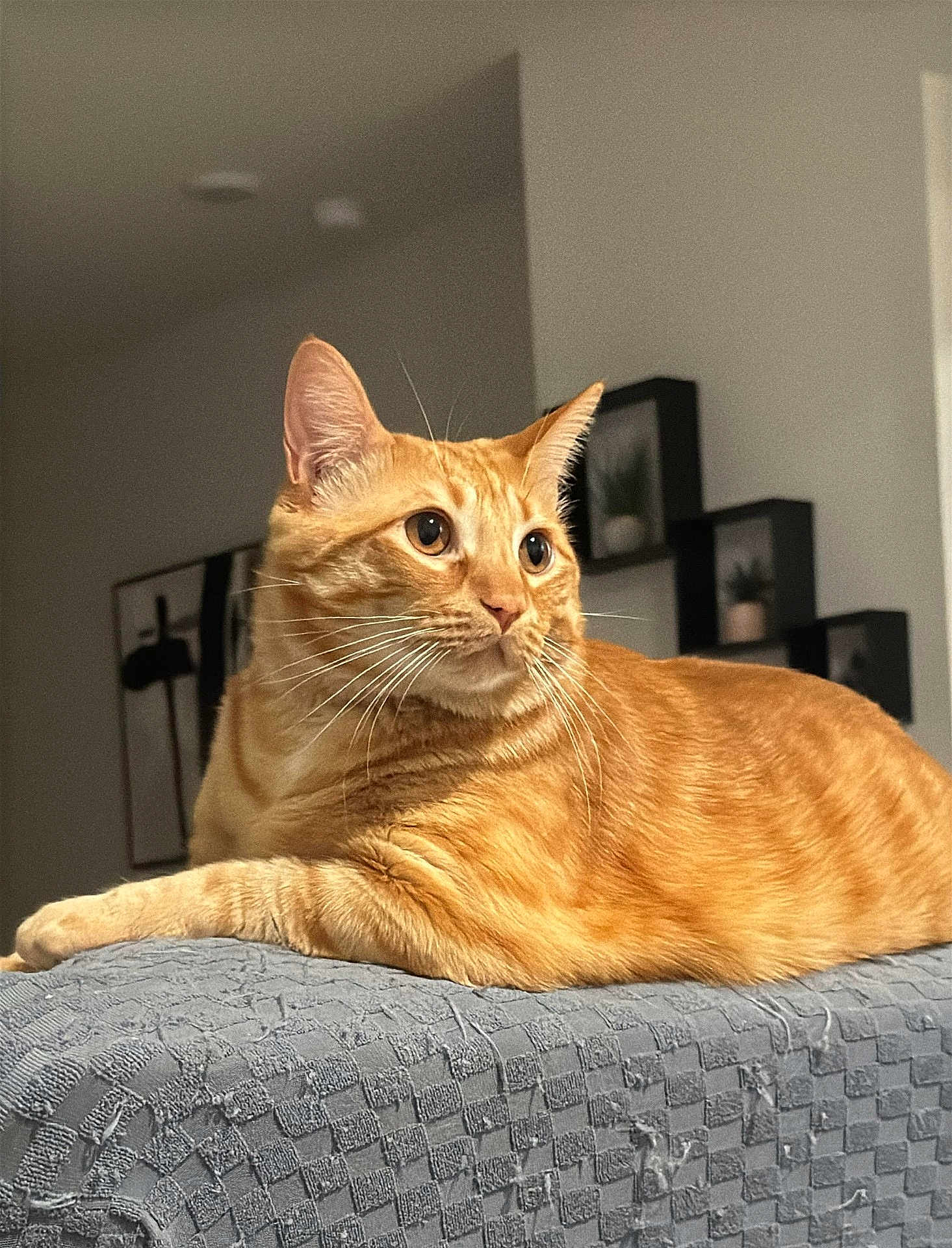 Happy joined the competition — help win amazing prizes! cat, orange_tabby, indoor, feline, pet, animal, fur, whiskers, ears, eyes, portrait, relaxed, home, gray_blanket, texture, background, wall_art, shelf, plant, curious