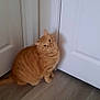 Happy joined the competition — help win amazing prizes! cat, orange_tabby, pet, indoor, floor, wooden_floor, door, white_door, feline, animal, cute, head_tilt, sitting, looking_up, domestic_cat, fur, whiskers, ears, tail, curious