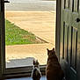cat, indoor, door, glass_door, pets, animal, floor, wood_floor, shadow, sunlight, curiosity, companionship, two_cats, orange_cat, white_cat, gray_spot, tail, ears, quiet, home