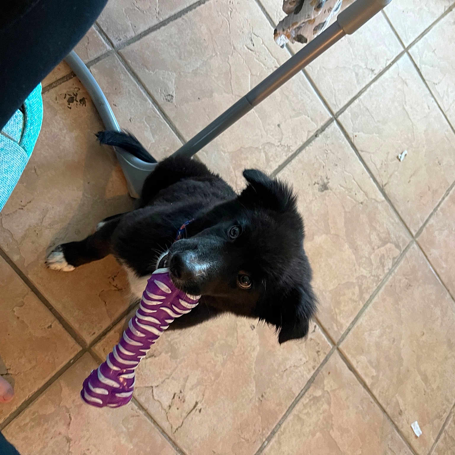 Koda