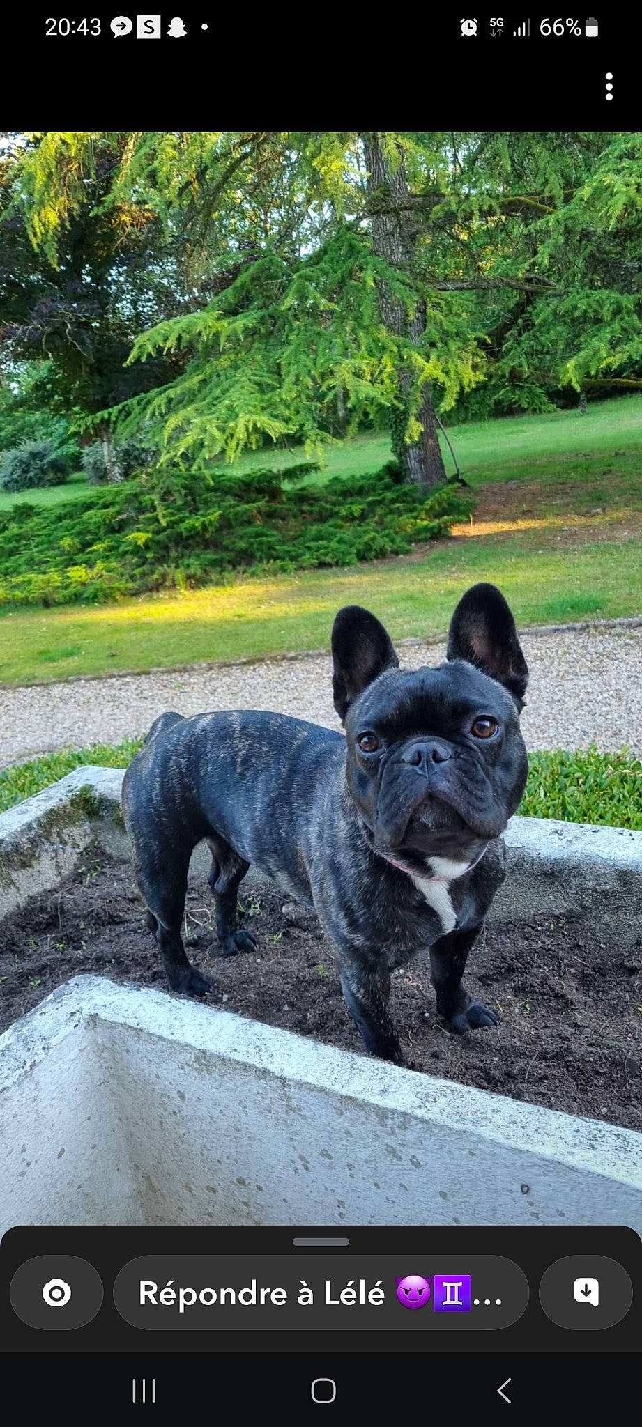 Tetla a rejoint le concours — aidez-le/la à gagner de superbes lots ! bulldog, canidae, carnivore, companion_dog, dog, dog_breed, fawn, french_bulldog, garden, grass, molosser, non_sporting_group, plant, snout, sporting_group, tail, terrestrial_animal, toy_dog, tree, whiskers