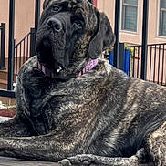 Beaudine Love is registered to the contest to win money with this photo: dog, brindle, collar, pet, canine, outdoor, deck, wood, fence, railing, residential, house, door, window, paw, lying_down, animal, domestic, mammal, portrait