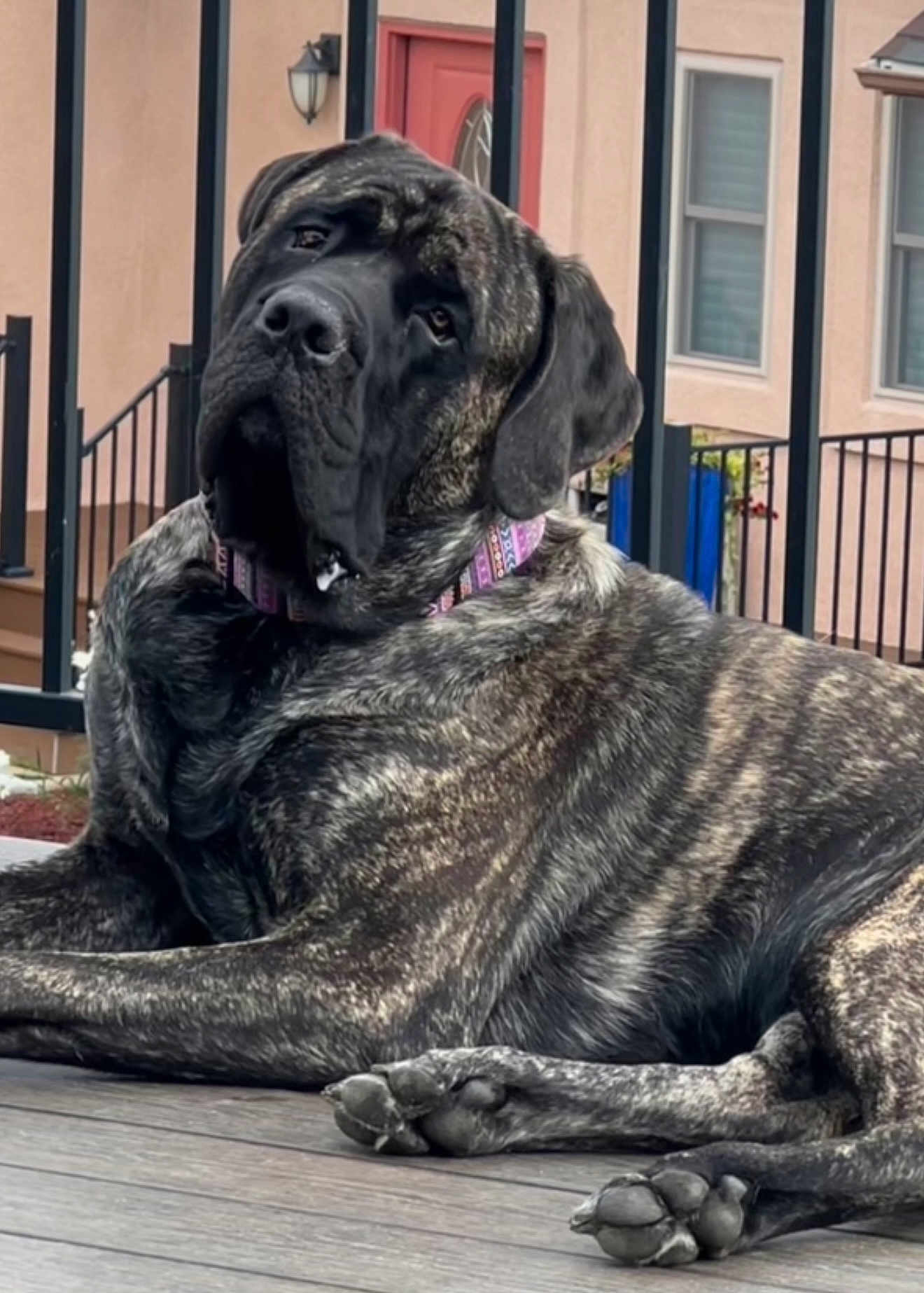 Beaudine Love is registered to the contest to win money with this photo: dog, brindle, collar, pet, canine, outdoor, deck, wood, fence, railing, residential, house, door, window, paw, lying_down, animal, domestic, mammal, portrait