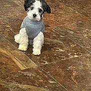 Oreo is registered to the contest to win money with this photo: puppy, dog, sweater, tile_floor, indoor, pet, cute, fluffy, black_and_white, small_dog, looking, curious, cozy, sitting, adorable, young_dog, animal, companion, domestic, friendly