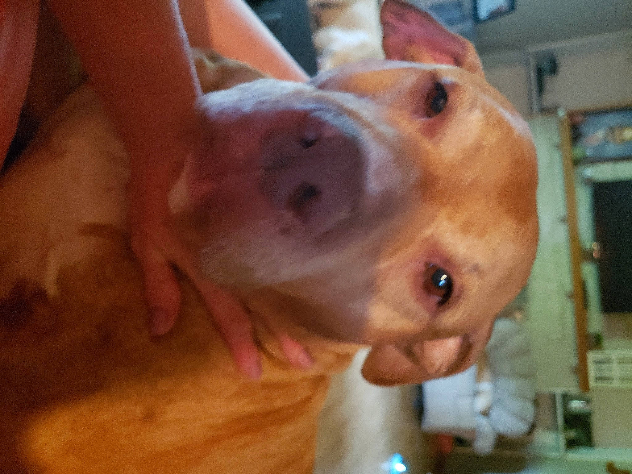 Odiebo joined the competition — help win amazing prizes! canidae, carnivore, chest, companion_dog, dog, dog_breed, ear, fawn, fun, fur, jaw, liver, non_sporting_group, selfie, snout, sporting_group, suidae, terrestrial_animal, whiskers, working_animal