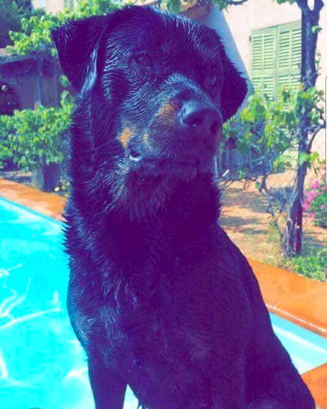 Dinky a rejoint le concours — aidez-le/la à gagner de superbes lots ! canidae, carnivore, companion_dog, dog, dog_breed, labrador_retriever, mammal, patterdale_terrier, puppy, rottweiler, sporting_group