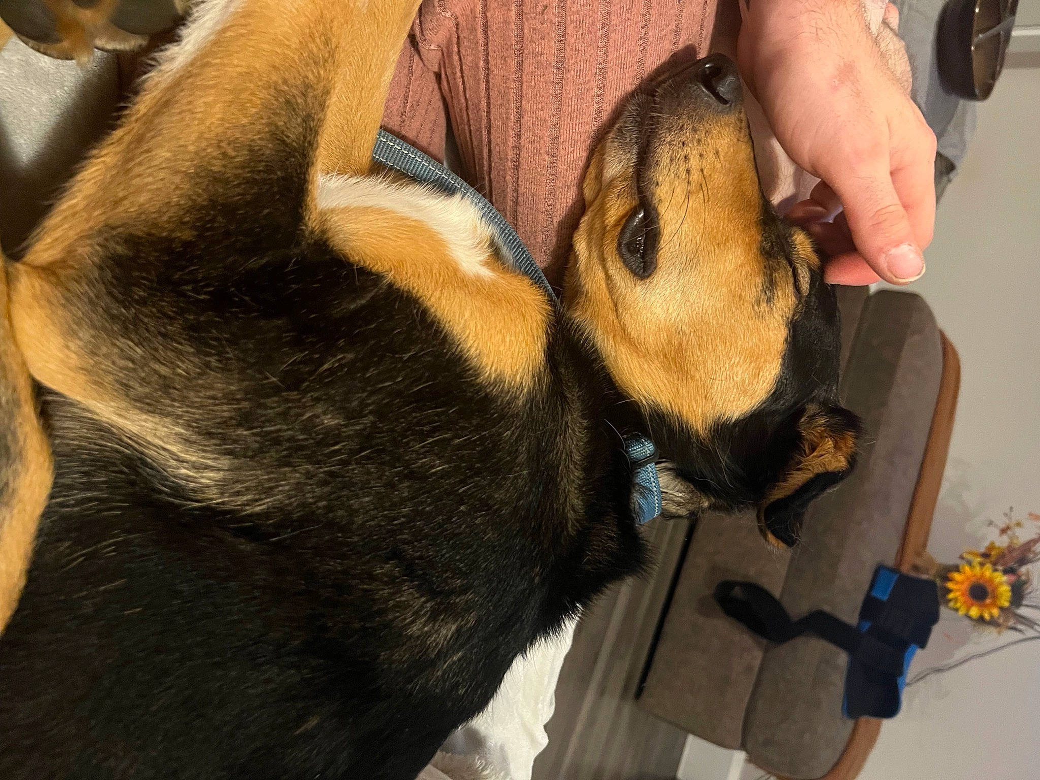 Oakley joined the competition — help win amazing prizes! canidae, carnivore, claw, companion_dog, dog_breed, ear, fawn, fur, goat, hand, human_leg, plush, selfie, sporting_group, terrestrial_animal, thigh, toy, whiskers, working_animal, wrist