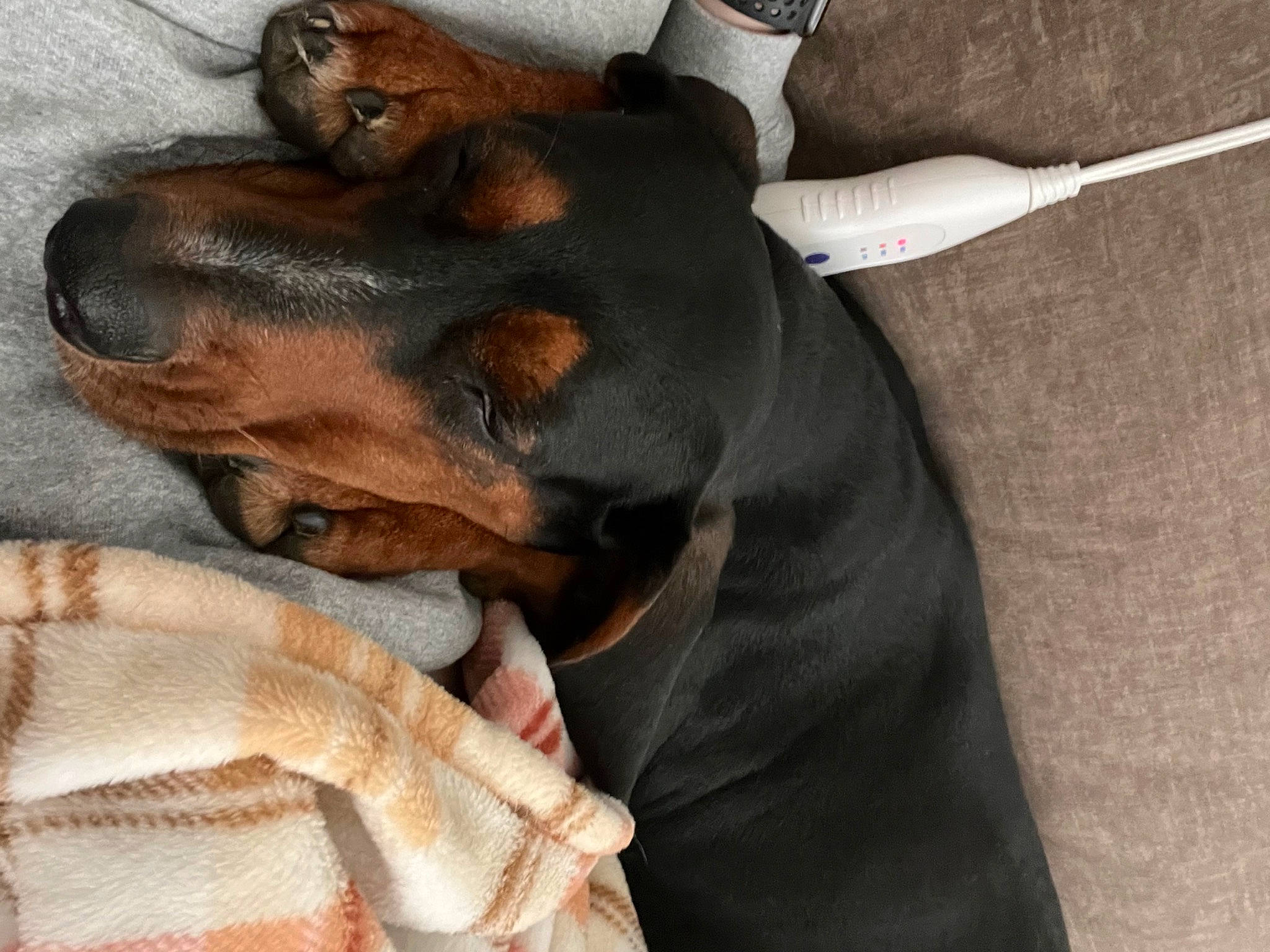 Tessa is registered to the contest to win money with this photo: carnivore, comfort, companion_dog, dog, dog_breed, ear, fawn, fur, gesture, guard_dog, hound, liver, nap, paw, pinscher, prazsky_krysarik, sleep, toy_dog, working_animal, working_dog