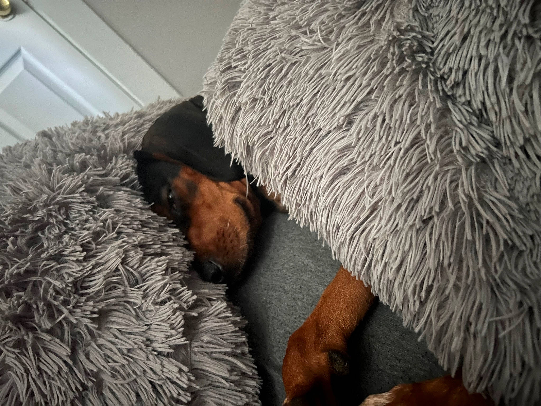 Tessa joined the competition — help win amazing prizes! canidae, carnivore, comfort, companion_dog, dog, dog_breed, fawn, fur, linens, nap, natural_material, room, sleep, sporting_group, terrestrial_animal, water_dog, working_animal