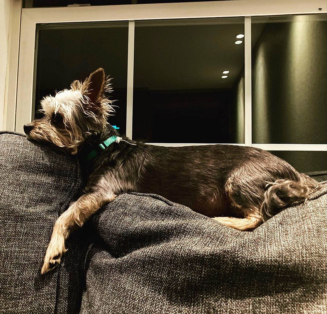 Izzie joined the competition — help win amazing prizes! carnivore, collar, comfort, companion_dog, dog, dog_breed, dog_supply, fawn, felidae, flooring, fur, linens, liver, small_terrier, snout, sporting_group, tail, terrier, toy_dog, working_animal