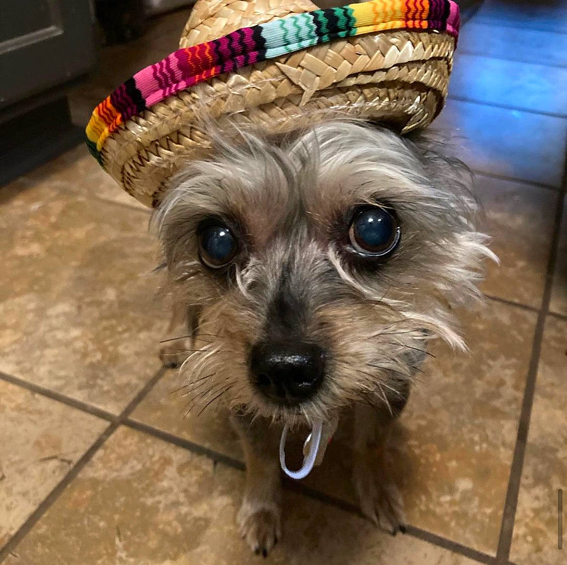 Izzie joined the competition — help win amazing prizes! basket, canidae, carnivore, companion_dog, costume_hat, dog, dog_breed, dog_clothes, dog_supply, fashion_accessory, fawn, flooring, fur, hat, pet_supply, snout, sporting_group, sun_hat, toy_dog, working_animal