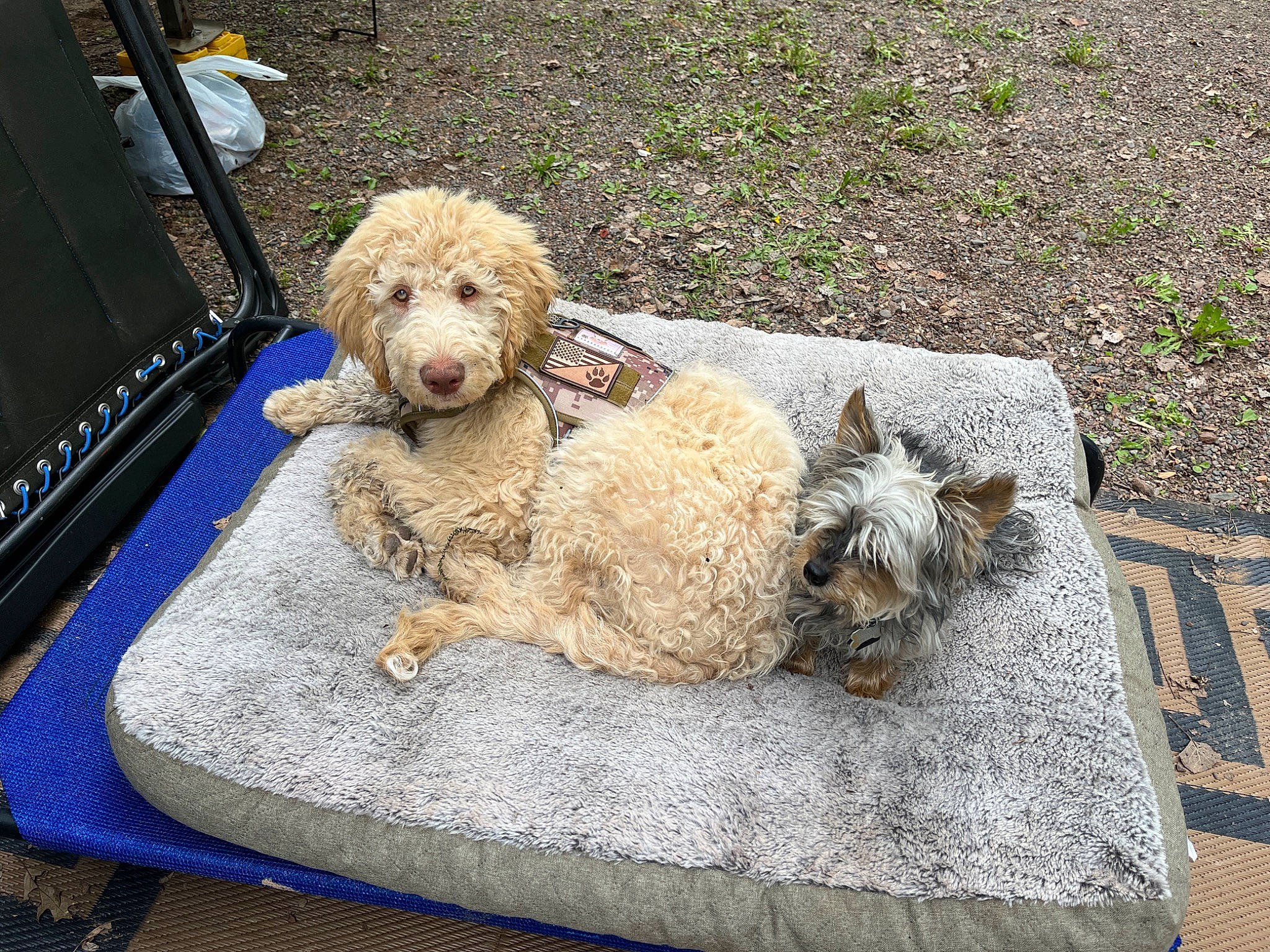 Izzie is registered to the contest to win money with this photo: carnivore, cockapoo, companion_dog, dog, dog_breed, dog_collar, fawn, fur, grass, labradoodle, mammal, poodle, road_surface, small_terrier, sporting_group, terrier, toy, toy_dog, water_dog, working_animal