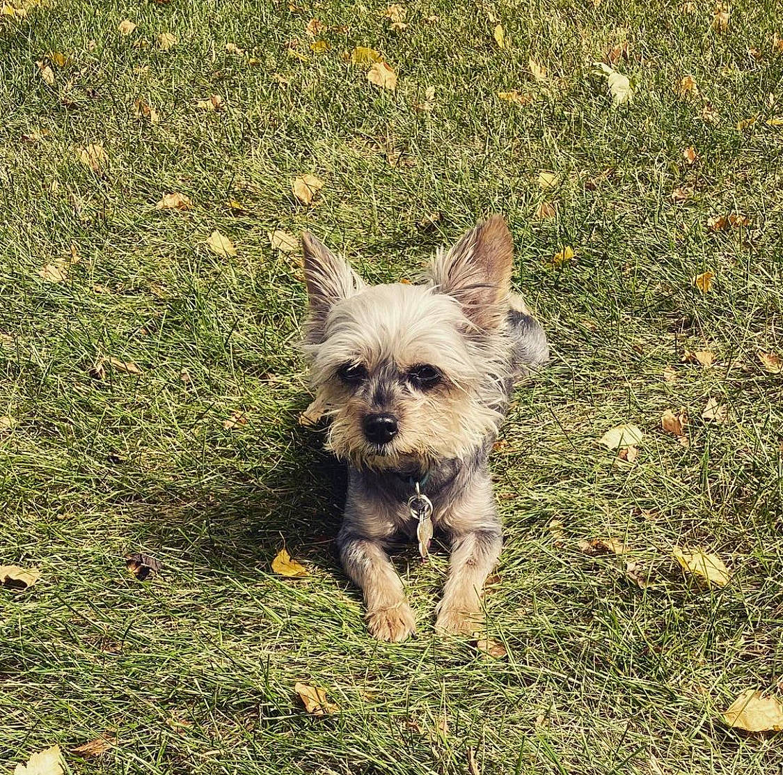 Izzie is registered to the contest to win money with this photo: biewer_terrier, canidae, carnivore, companion_dog, dog, dog_breed, dog_supply, fawn, grass, liver, small_terrier, snout, soil, sporting_group, terrestrial_animal, terrier, toy_dog, working_animal, working_terrier, yorkshire_terrier
