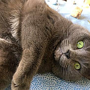 Brume participe au concours pour gagner de l'argent avec cette photo : cat, gray_cat, green_eyes, pet, feline, close_up, lying_down, whiskers, domestic_cat, fur, animal, cute, relaxed, indoor, blue_background, face, portrait, looking_at_camera, soft_fur, paw