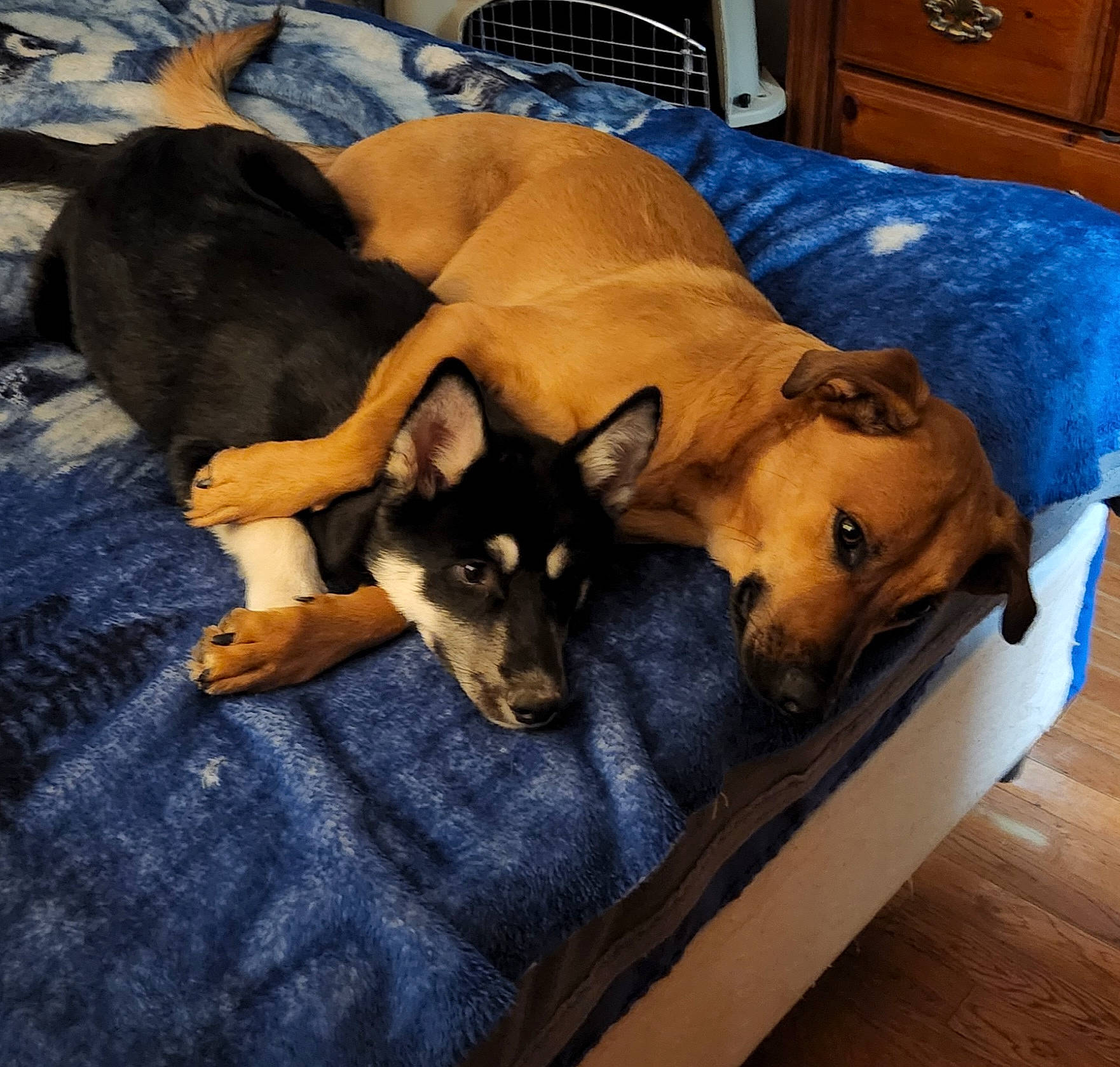 Aodhan And Nanook is registered to the contest to win money with this photo: cabinetry, carnivore, comfort, companion_dog, couch, dog, dog_bed, dog_breed, dog_supply, door, fawn, felidae, flooring, fur, hardwood, linens, paw, toy_dog, wood, working_animal