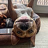 Yankee a rejoint le concours — aidez-le/la à gagner de superbes lots ! dog, pet, upside_down, bed, indoor, window, floor, light, smile, teeth, brown, white, ears, nose, relaxed, cute, playful, canine, resting, funny