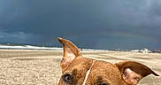 Yankee a rejoint le concours — aidez-le/la à gagner de superbes lots ! dog, beach, sand, rainbow, sky, cloudy, outdoor, pet, canine, animal, brown_dog, closeup, portrait, collar, nature, stormy_sky, curious, ears, snout, daytime
