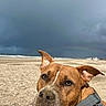 dog, beach, sand, rainbow, sky, cloudy, outdoor, pet, canine, animal, brown_dog, closeup, portrait, collar, nature, stormy_sky, curious, ears, snout, daytime