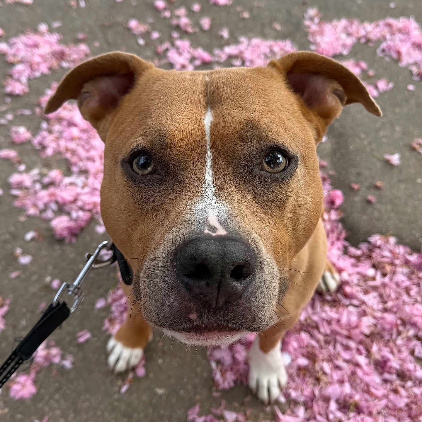 Yankee a rejoint le concours — aidez-le/la à gagner de superbes lots ! dog, brown_dog, white_paws, flower_petals, pink_petals, outdoor, close_up, leash, sidewalk, animal, pet, cute, ears, nose, eyes, spring, nature, walking, fur, canine