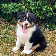 Bao participe au concours pour gagner de l'argent avec cette photo : puppy, dog, tricolor, tongue_out, grass, outdoor, nature, cute, fluffy, young_dog, sitting, greenery, shrub, pet, animal, playful, fur, canine, adorable, summer