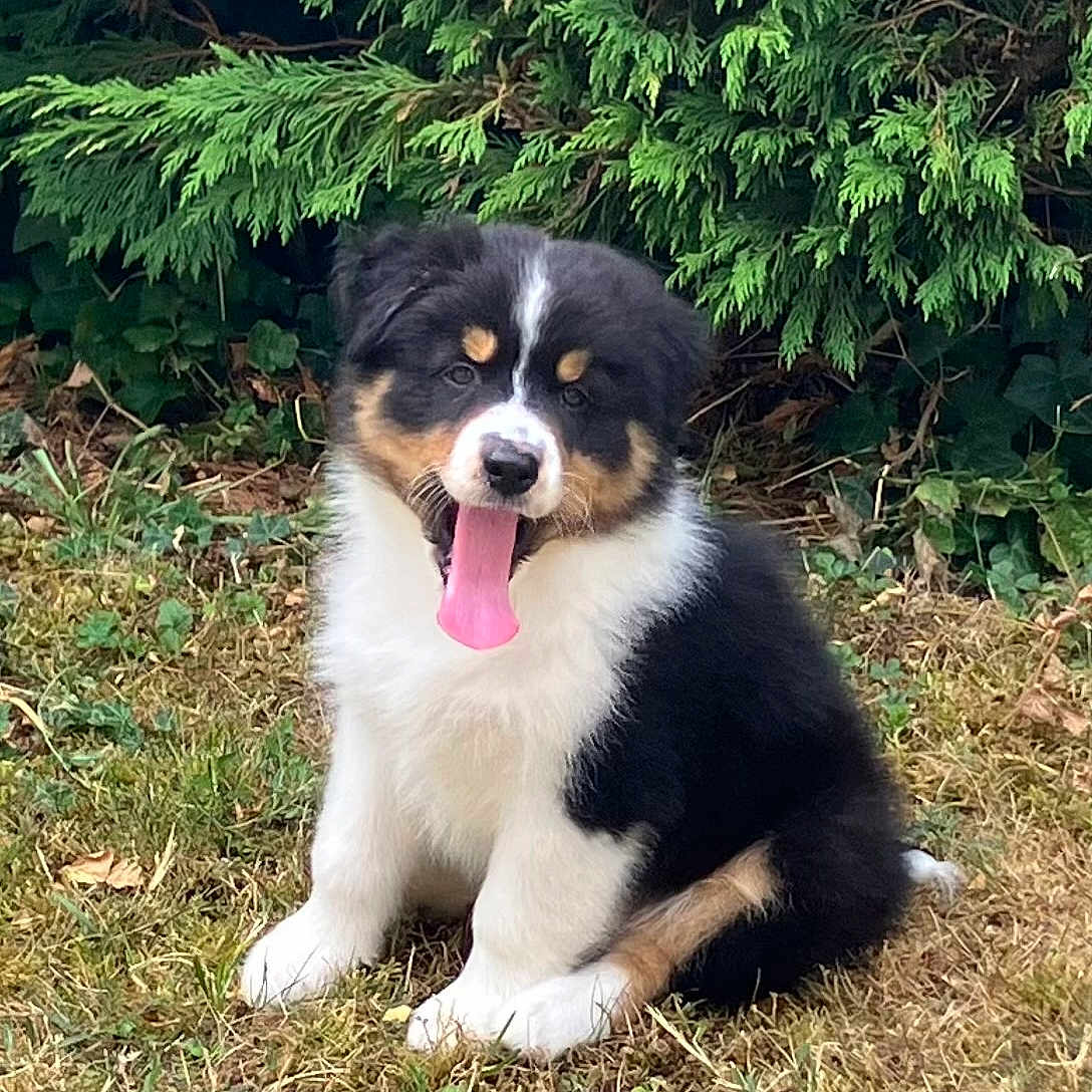 Bao participe au concours pour gagner de l'argent avec cette photo : puppy, dog, tricolor, tongue_out, grass, outdoor, nature, cute, fluffy, young_dog, sitting, greenery, shrub, pet, animal, playful, fur, canine, adorable, summer