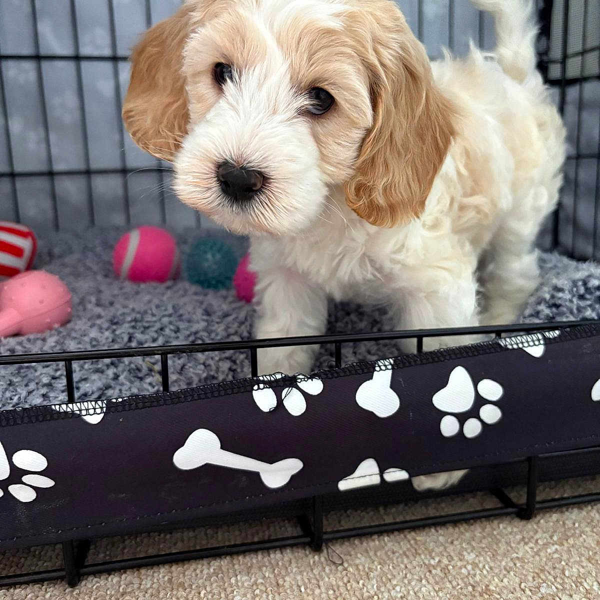 Floss is registered to the contest to win money with this photo: animal, ball, canine, den, dog, dogbed, indoors, pet, poodle, puppy, sport, tennis, tennisball, whitedog