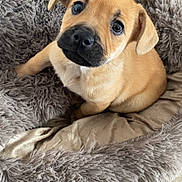 Maya a rejoint le concours — aidez-le/la à gagner de superbes lots ! puppy, dog, pet, bed, fluffy_bed, cute, indoor, animal, young_dog, canine, fur, looking_up, floor, brown_fur, adorable, small_dog, domestic_animal, companion, close_up, resting