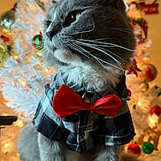 Coco is registered to the contest to win money with this photo: cat, tuxedo_cat, christmas, christmas_tree, bow_tie, plaid_shirt, pet, feline, portrait, indoors, holiday, festive, ornaments, lights, bokeh, gray_fur, white_paws, whiskers, sitting, wooden_surface