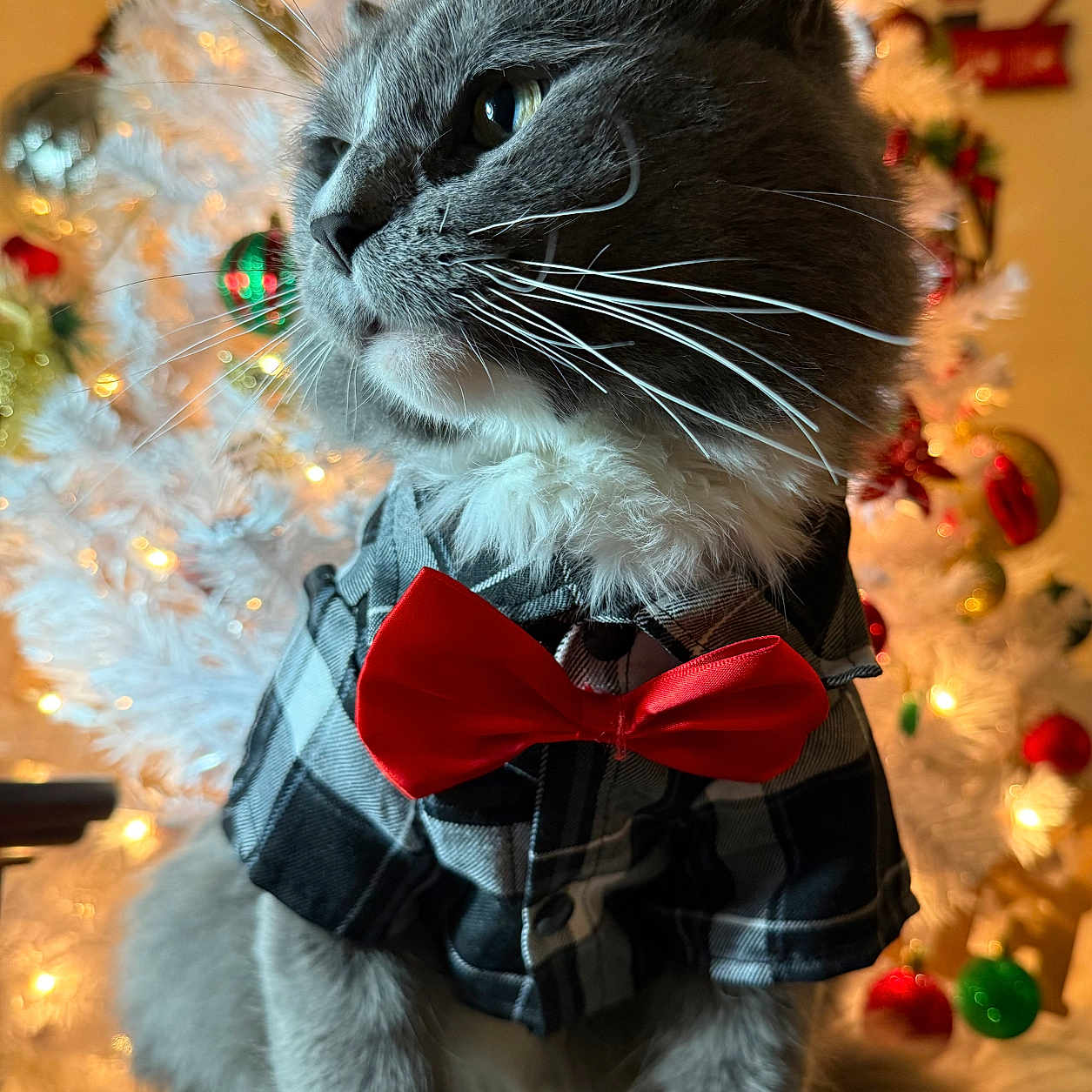 Coco is registered to the contest to win money with this photo: cat, tuxedo_cat, christmas, christmas_tree, bow_tie, plaid_shirt, pet, feline, portrait, indoors, holiday, festive, ornaments, lights, bokeh, gray_fur, white_paws, whiskers, sitting, wooden_surface