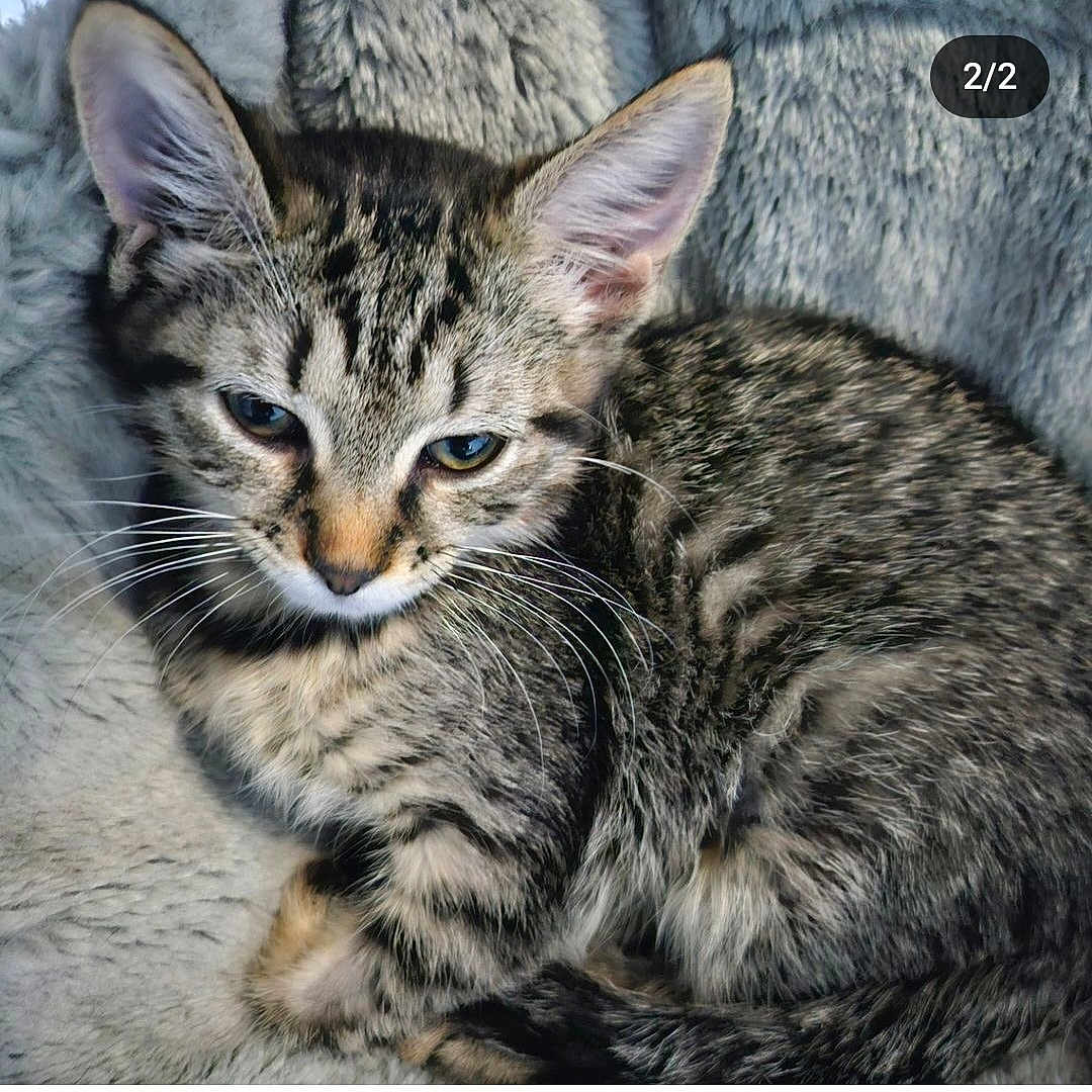 Fanta is registered to the contest to win money with this photo: abyssinian, animal, cat, egyptiancat, kitten, manx, ocelot, pet