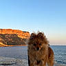 Lonzu participe au concours pour gagner de l'argent avec cette photo : animal, calm, canine, cliff, dog, fluffy, fur, landscape, leash, nature, outdoor, pet, rock, scenic, sea, sky, small_dog, standing, sunset, water