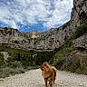 Lonzu participe au concours pour gagner de l'argent avec cette photo : animal, canine, cliff, clouds, daylight, dog, forest, greenery, hiking, landscape, mountain, nature, outdoor, pet, pomeranian, rocky_path, scenic, sky, trail, walking