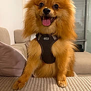 Lonzu participe au concours pour gagner de l'argent avec cette photo : animal, brown, canine, companion, couch, cute, dog, domestic_animal, friendly, fur, furry, happy, harness, indoor, living_room, pet, pomeranian, small_dog, smiling, tongue
