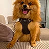 animal, brown, canine, companion, couch, cute, dog, domestic_animal, friendly, fur, furry, happy, harness, indoor, living_room, pet, pomeranian, small_dog, smiling, tongue