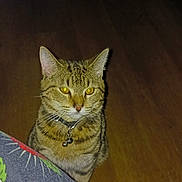 Spike is registered to the contest to win money with this photo: cat, tabby, pet, animal, collar, bell, indoor, wooden_floor, curious, yellow_eyes, flash_glare, fabric, patterned_cloth, colorful, sitting, looking, domestic_cat, feline, striped, close_up